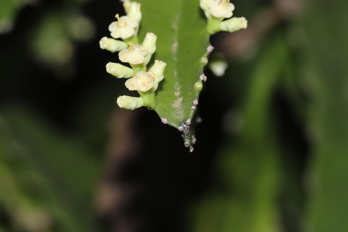 Euphorbia trigona Mill.